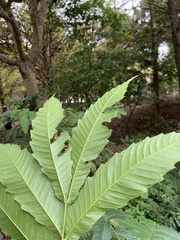 Pometia pinnata
