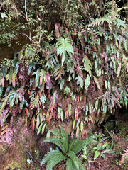 Blechnum colensoi
