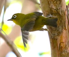 Zosterops virens capensis