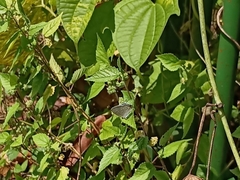 Catochrysops panormus