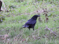 Corvus corone