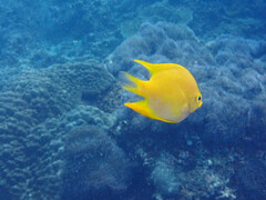 Amblyglyphidodon aureus