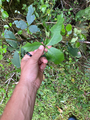 Pseudopanax colensoi