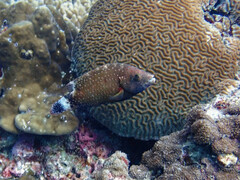 Cheilinus chlorourus