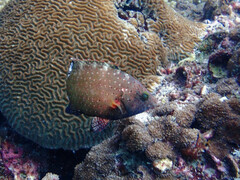 Cheilinus chlorourus