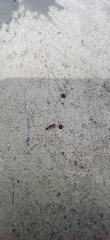 Pseudomyrmex