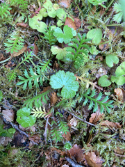 Hydrocotyle microphylla