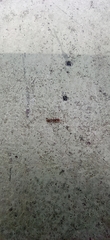 Pseudomyrmex