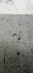 Pseudomyrmex