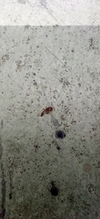 Pseudomyrmex