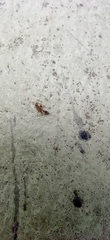 Pseudomyrmex
