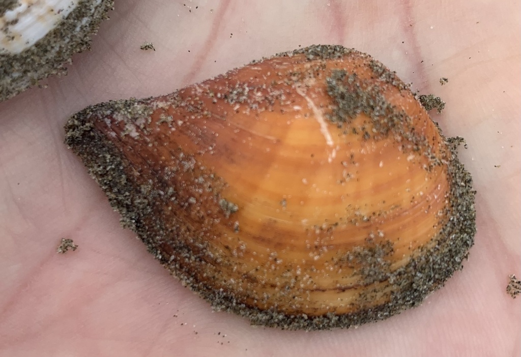 Hybolophus gibbosus
