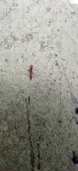Pseudomyrmex