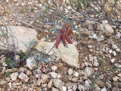 Lessertia frutescens