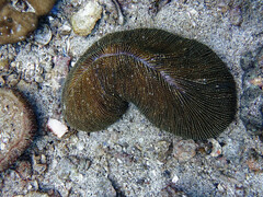 Ctenactis