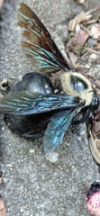 Xylocopa