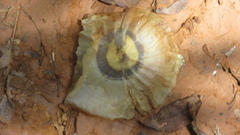 Aspidosperma spruceanum