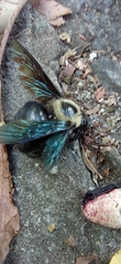 Xylocopa
