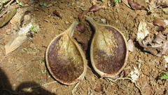 Aspidosperma spruceanum