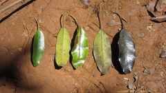 Aspidosperma spruceanum