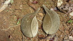 Aspidosperma spruceanum