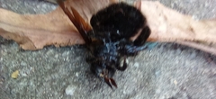 Xylocopa