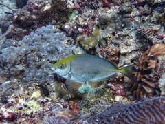 White-Spotted Spinefoot photo 4