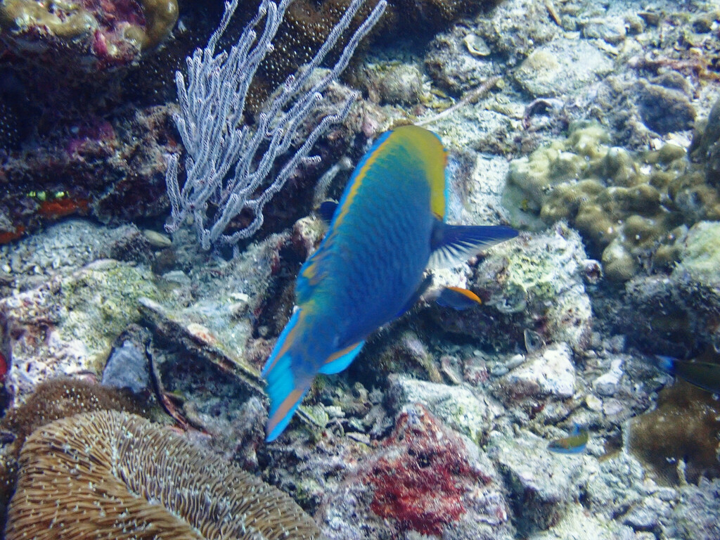Blue-faced Parrotfish
