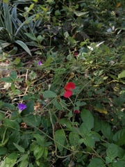 Macroptilium atropurpureum