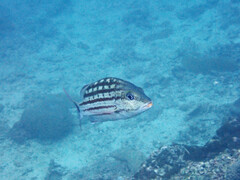 Lutjanus decussatus