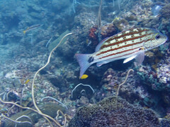 Lutjanus decussatus