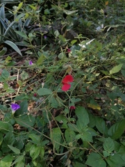 Macroptilium atropurpureum