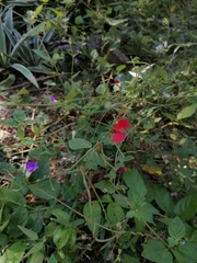 Macroptilium atropurpureum