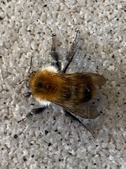 Bombus pascuorum