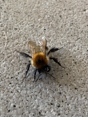 Bombus pascuorum