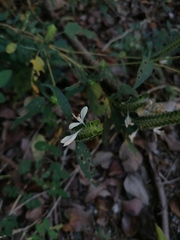 Tetramerium nervosum