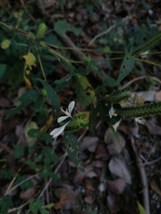 Tetramerium nervosum