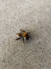 Bombus pascuorum
