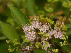 Callicarpa dichotoma