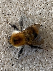 Bombus pascuorum