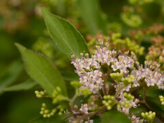 Callicarpa dichotoma