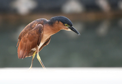 Nycticorax caledonicus