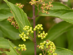 Callicarpa dichotoma