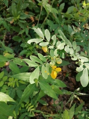 Senna pallida