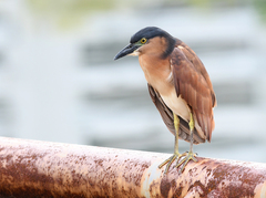 Nycticorax caledonicus