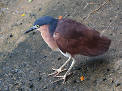 Nycticorax caledonicus