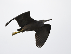 Egretta sacra