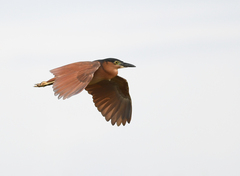 Nycticorax caledonicus