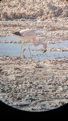 Phoenicoparrus andinus
