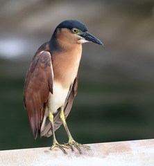 Nycticorax caledonicus